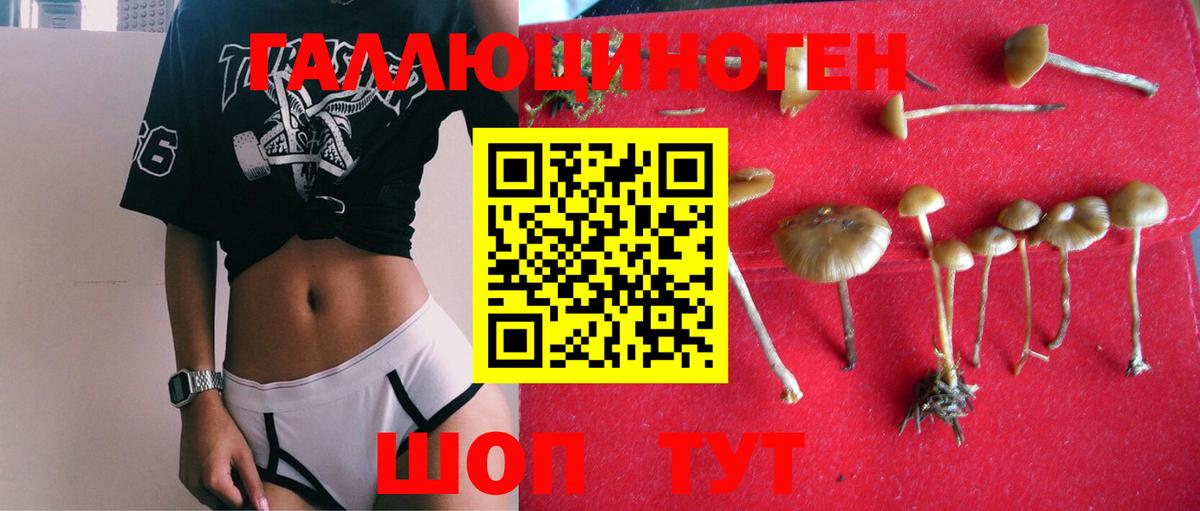 Псилоцибиновые грибы Psilocybine cubensis Асино